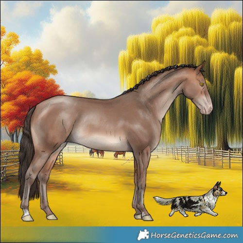 Horse Color:Amber Champagne Rabicano