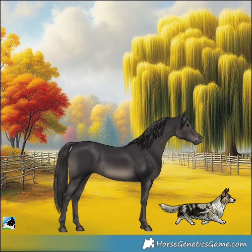 Horse Color:Smoky Black 