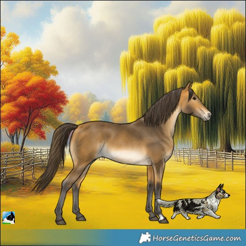 Horse Color:Buckskin 