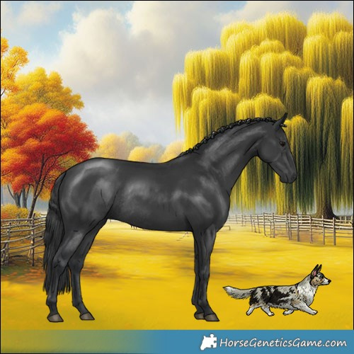 Horse Color:Black Mushroom Rabicano 