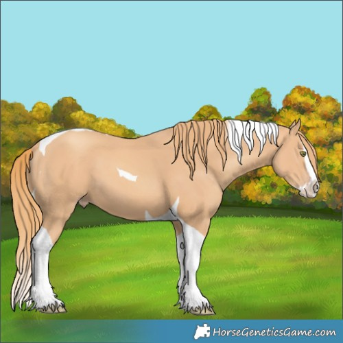 Horse Color:Gold Champagne Splash Tobiano 