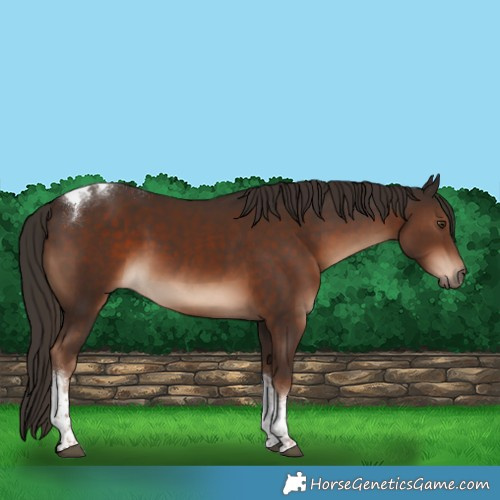 Horse Color:Liver Chestnut Tobiano