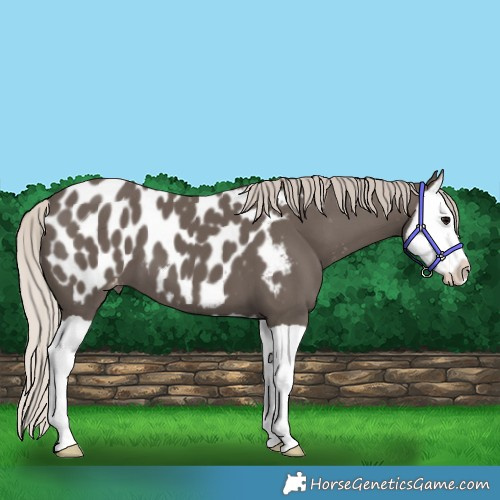 Horse Color:Silver Black Splash Appaloosa 