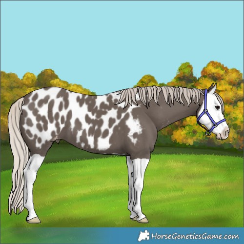 Horse Color:Silver Black Splash Near Leopard 