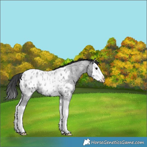 Horse Color:Blue Roan Splash Appaloosa