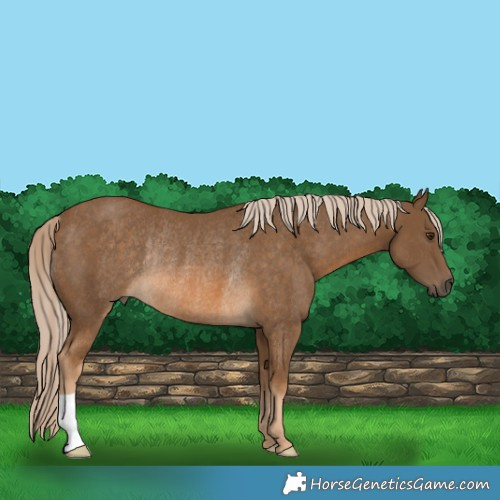 Horse Color:Chocolate Palomino Rabicano 