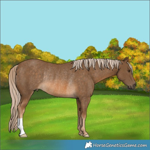 Horse Color:Chocolate Palomino Rabicano 