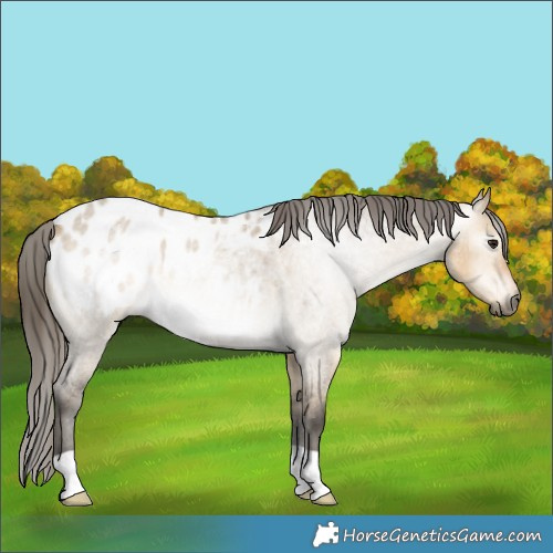 Horse Color:Gray Buckskin Roan Dun Appaloosa 