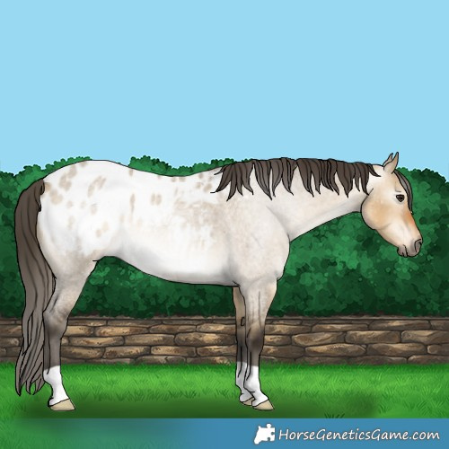 Horse Color:Gray Buckskin Roan Dun Appaloosa 