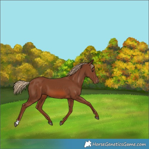 Horse Color:Chestnut Appaloosa
