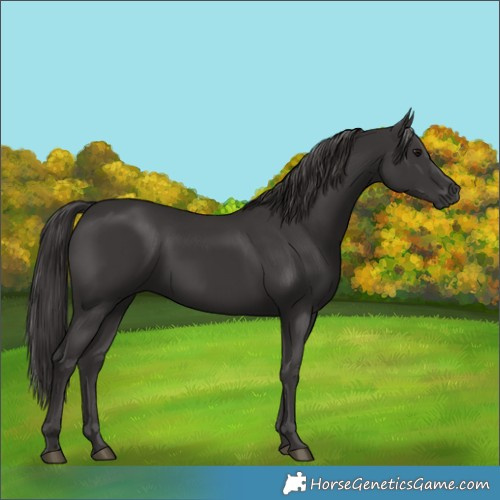 Horse Color:Smoky Black