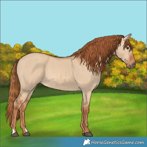 Horse Color:Red Dun 