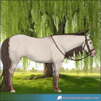 Horse Color:Classic Champagne Dun 