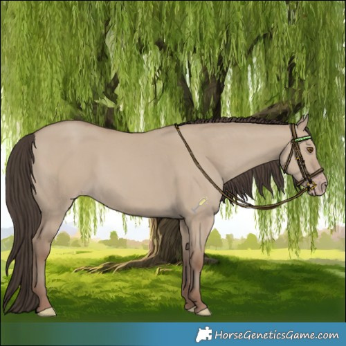 Horse Color:Classic Champagne Dun
