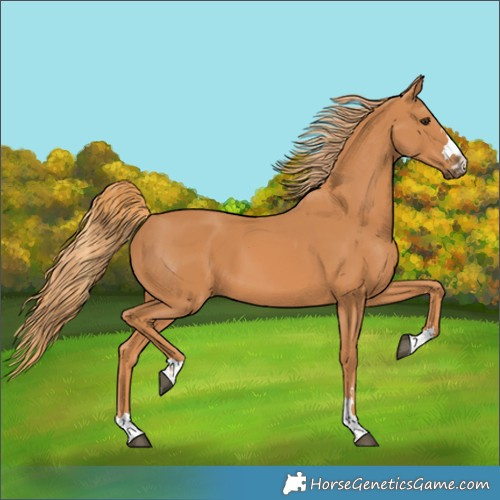 Horse Color:Chestnut 