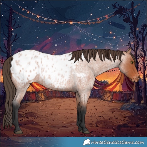 Horse Color:Bay Roan Appaloosa 