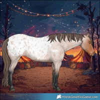 Horse Color:Bay Roan Blanket