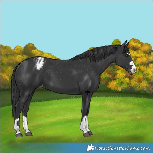 Horse Color:Black Appaloosa 