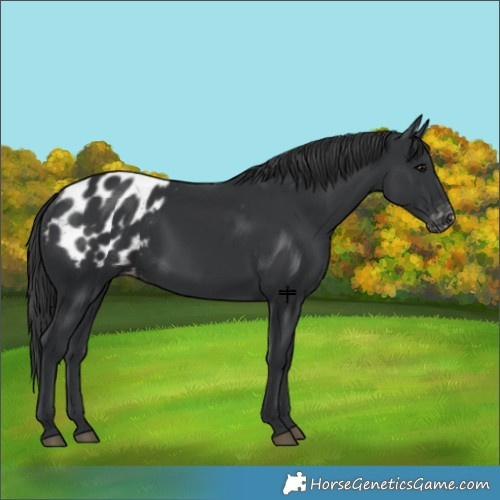 Horse Color:Black Blanket 