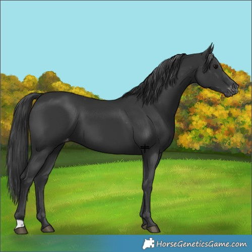 Horse Color:Black Varnish 