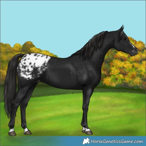 Horse Color:Gray Black Blanket 