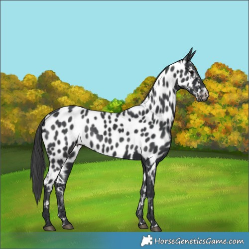 Horse Color:Black Appaloosa