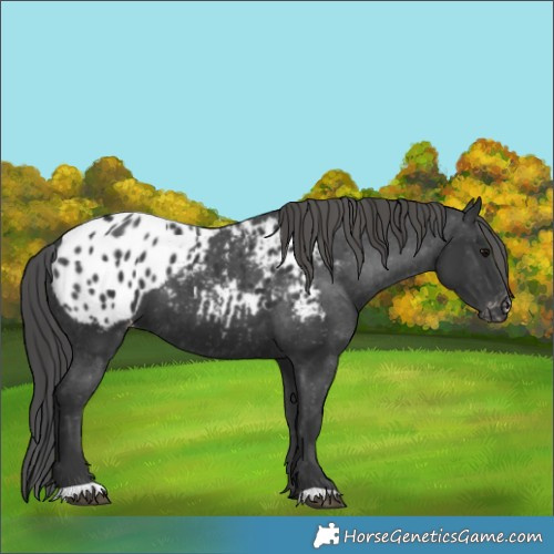 Horse Color:Black Appaloosa