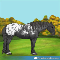 Horse Color:Black Appaloosa 