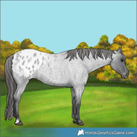 Horse Color:Blue Roan Blanket 