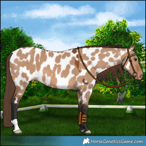 Horse Color:Bay Dun Appaloosa 
