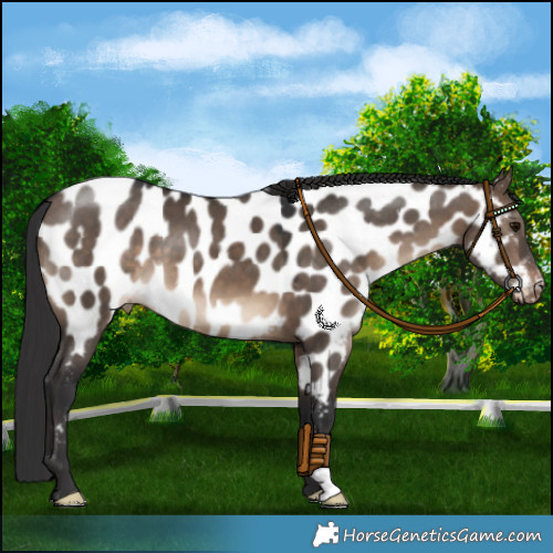 Horse Color:Brown Dun Appaloosa 