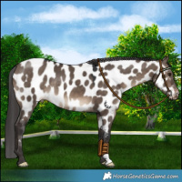 Horse Color:Brown Dun Near Leopard 