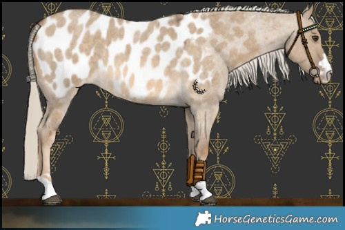 Horse Color:Chocolate Palomino Roan Dun Appaloosa 