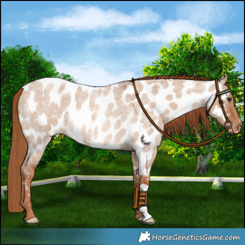 Horse Color:Red Dun Roan Appaloosa 