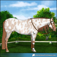 Horse Color:Red Dun Roan Near Leopard 