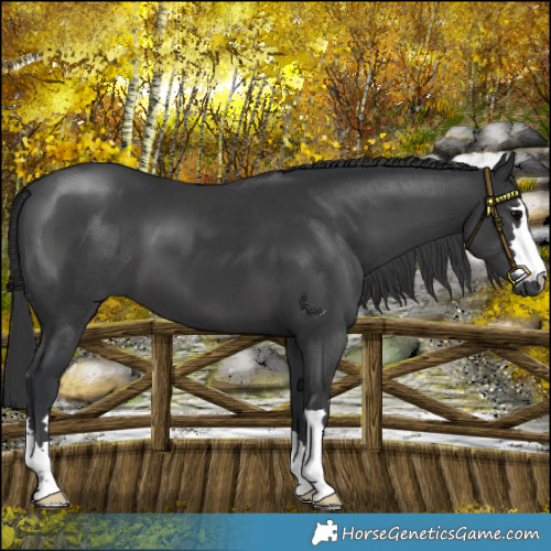 Horse Color:Black 