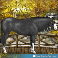 Horse Color:Black 