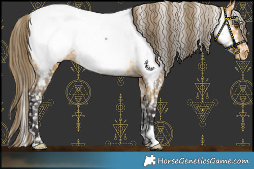 Horse Color:Buckskin Appaloosa 