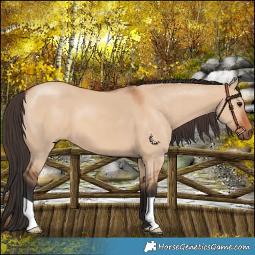 Horse Color:Bay Dun 