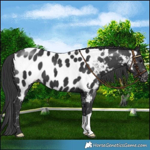 Horse Color:Black Appaloosa