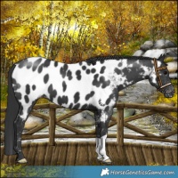 Horse Color:Black Near Leopard 