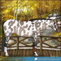 Horse Color:Brown Dun Near Leopard 