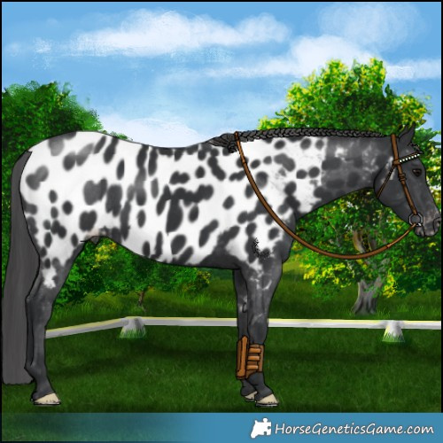 Horse Color:Black Near Leopard 
