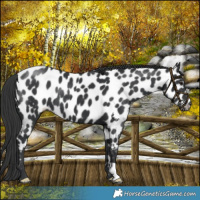 Horse Color:Black Near Leopard