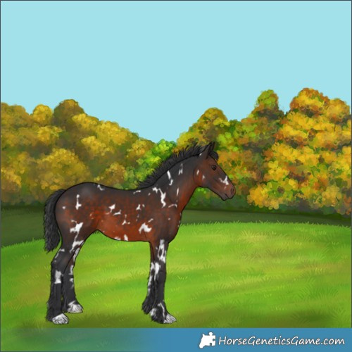 Horse Color:White Spotted Brown 