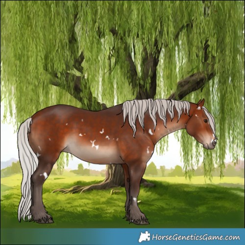 Horse Color:White Spotted Silver Bay 