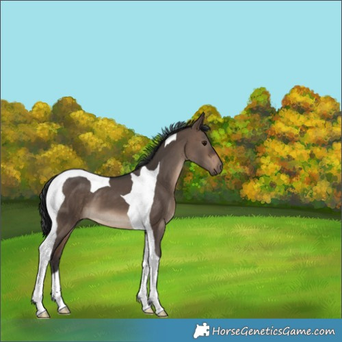 Horse Color:Brown Dun Tobiano 