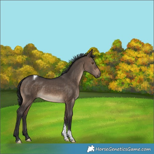 Horse Color:Brown Dun Tobiano Rabicano 