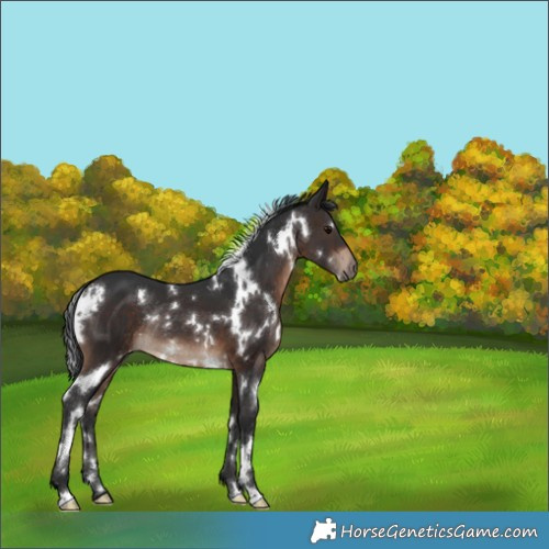 Horse Color:White Spotted Brown Rabicano 