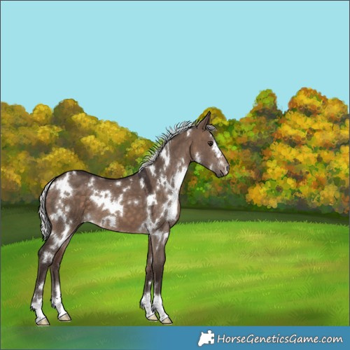 Horse Color:White Spotted Silver Brown Dun 